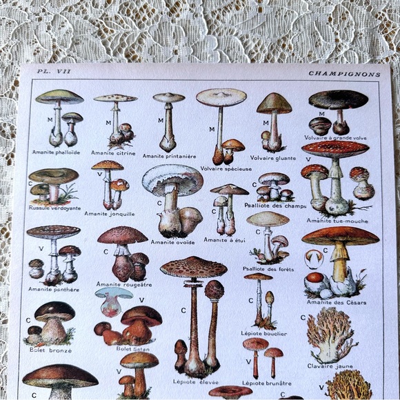 Vintage French Champignons Mushroom Fungi Chart 8x10 - Picture 2 of 3